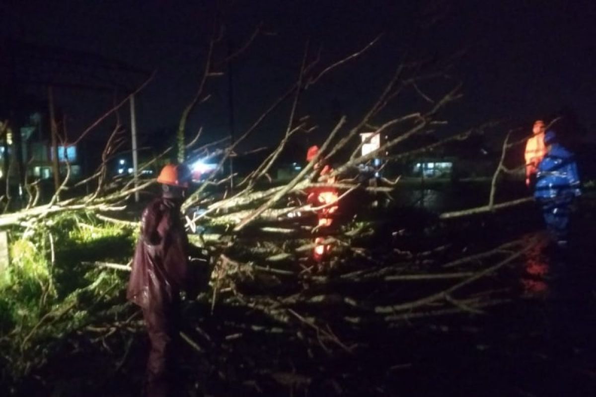 Puluhan pohon di Padang tumbang akibat diterjang badai