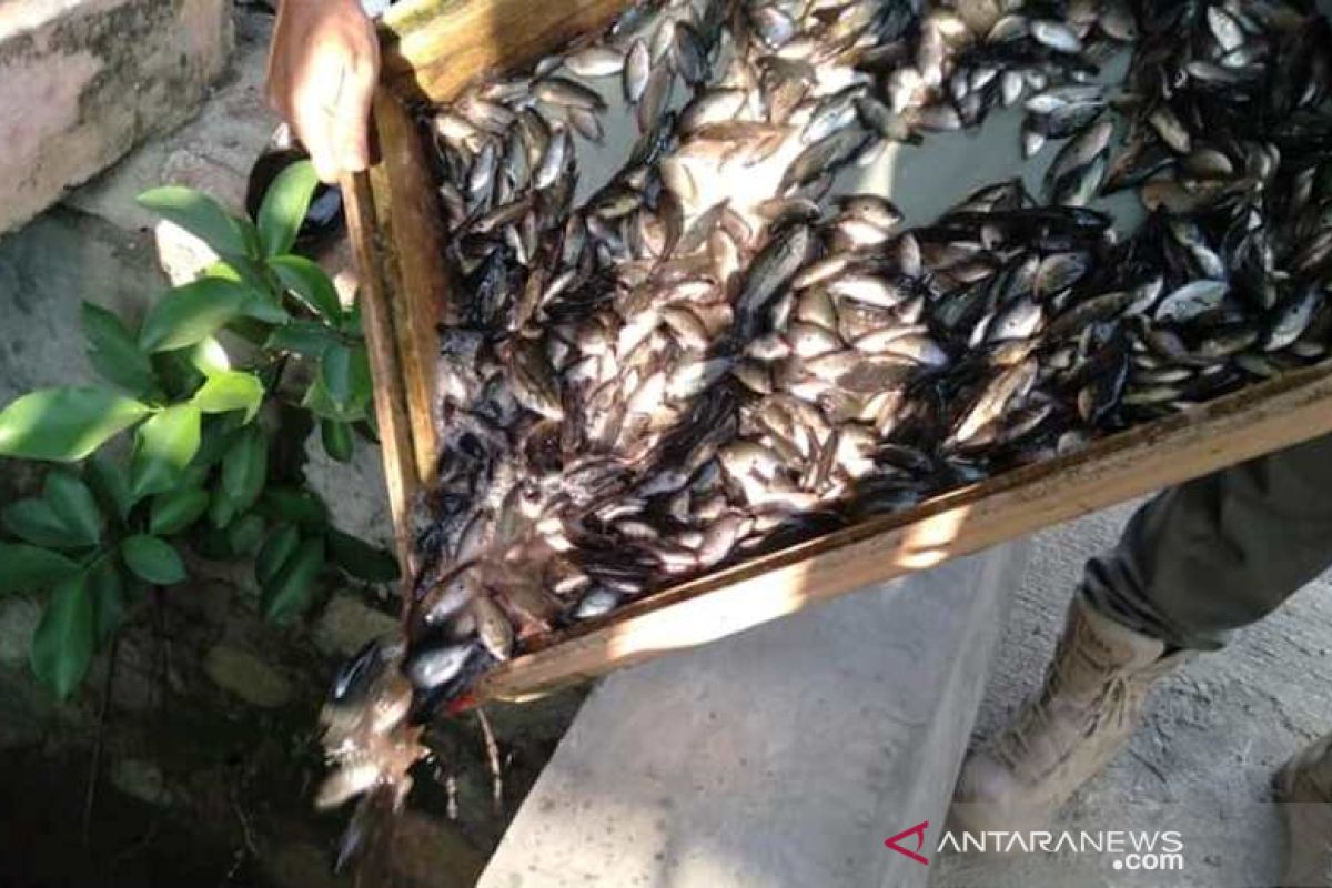 Perdagangkan anak ikan di HSS bisa dijerat pidana kurungan atau denda hingga Rp50 juta