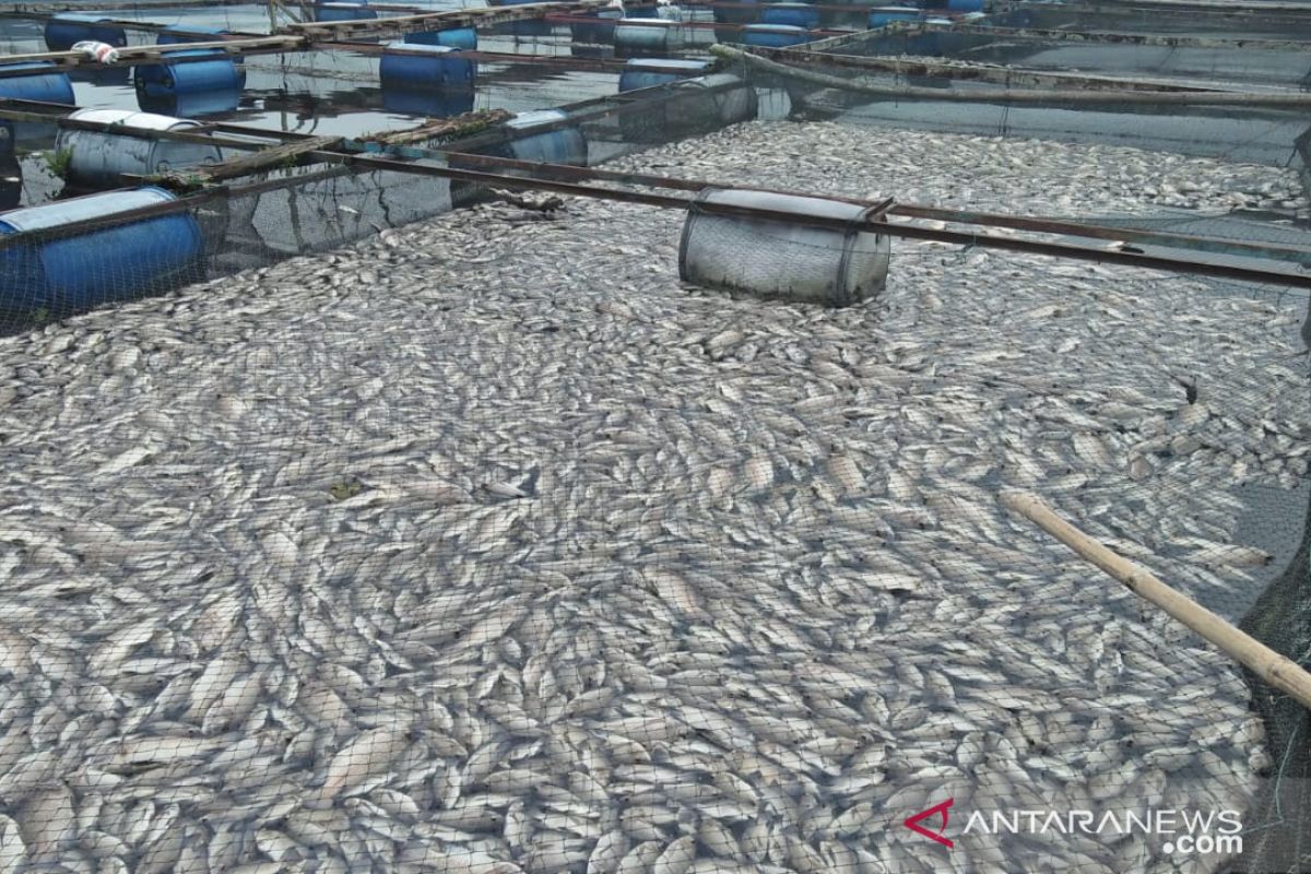 Sekitar 10 ton ikan siap panen di Danau Maninjau mati massal akibat hujan deras