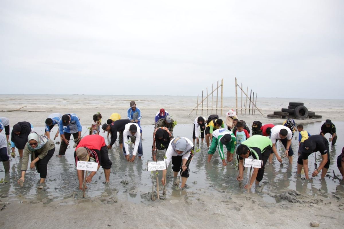 Wagub Lampung lakukan penanaman ratusan pohon mangrove di Pantai Mutiara Baru