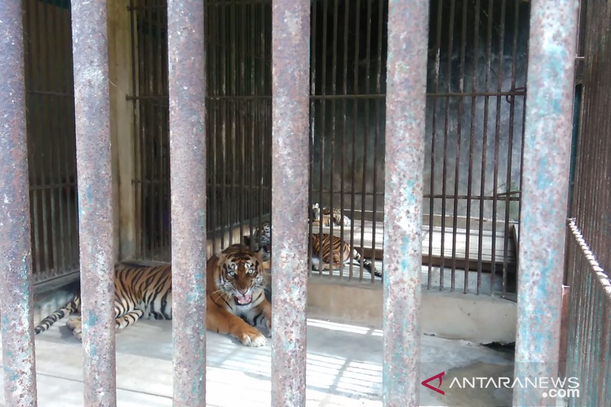 Sepasang harimau Sumatera lahir di TMSBK Bukittinggi