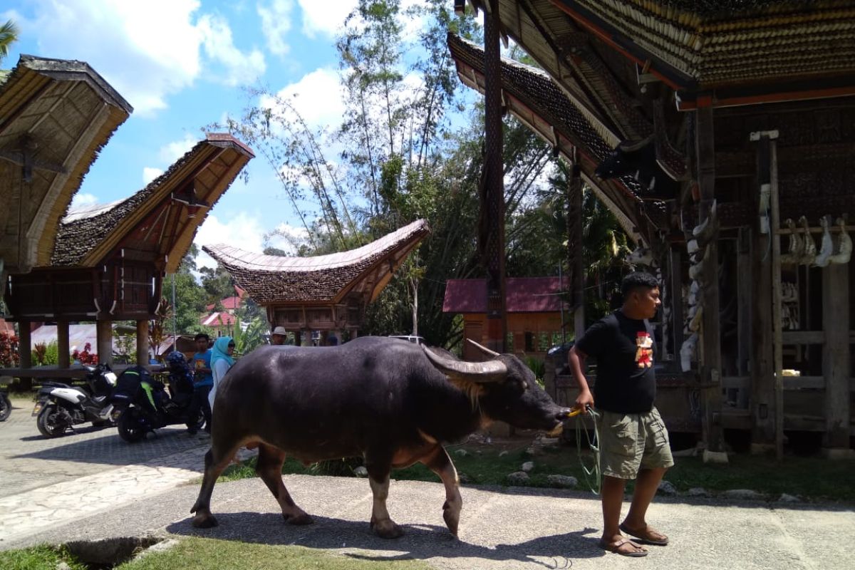 Destinasi wisata  di  Kabupaten Toraja Utara dukung wisata halal