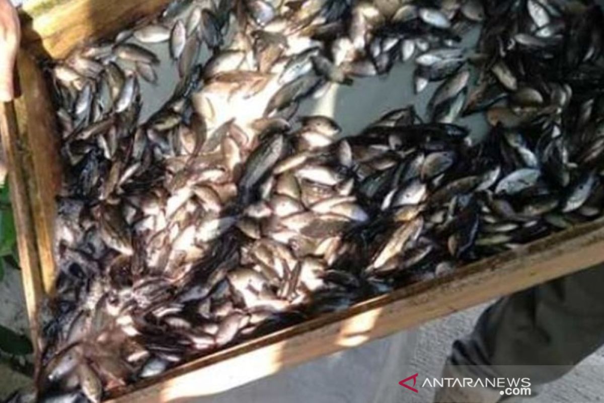 Selling fish seedling threatened with prison or fine of IDR50 million