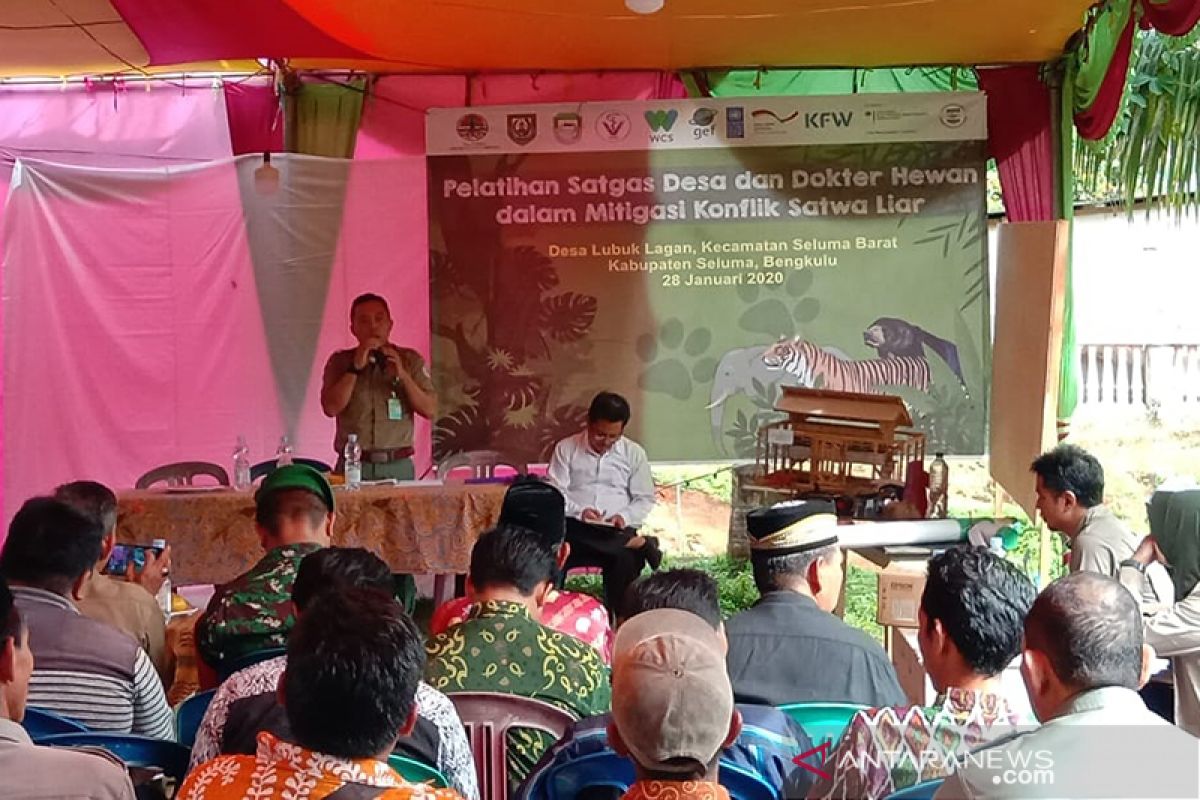 Habitat harimau sumatera di Bengkulu terus menyempit