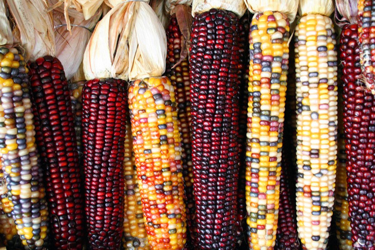 Kebun jagung pelangi jadi tempat berwisata