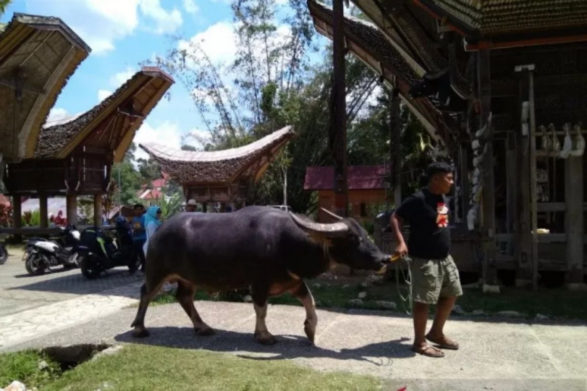 Kete' Kesu kini bangun masjid guna dukung wisata halal