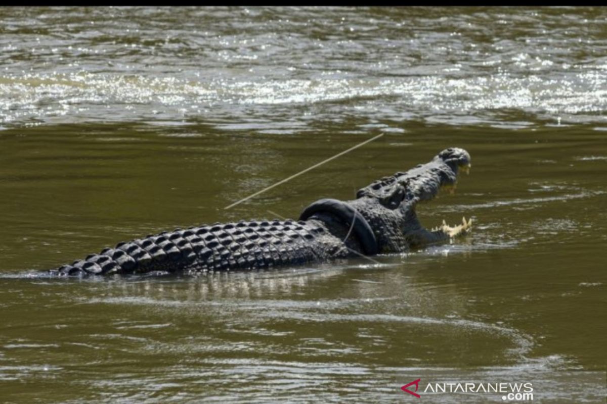 Aksi Matt Wright dengan buaya ban di Palu