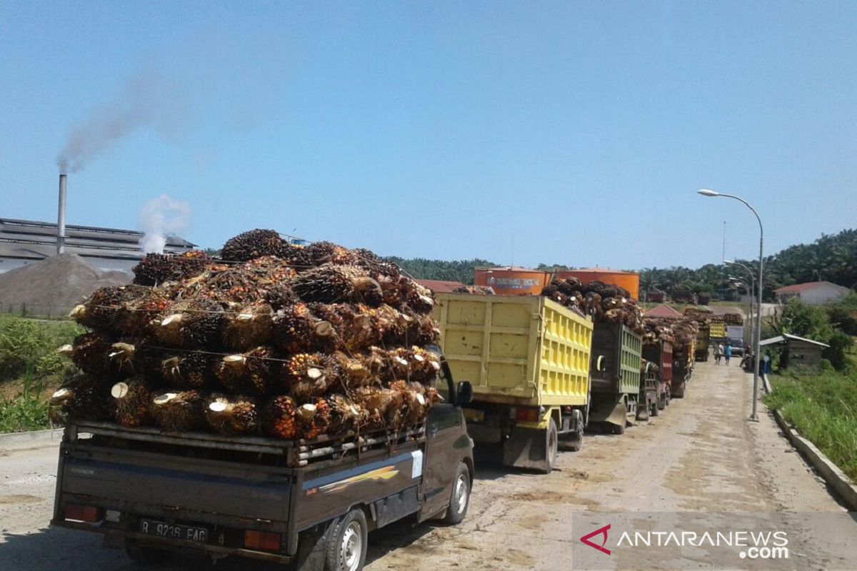 Harga sawit di Mukomuko turun Rp100/kilogram