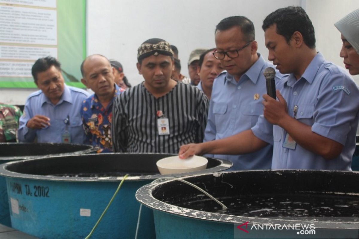 BBPBAP Jepara siap sediakan indukan udang lokal berkualitas