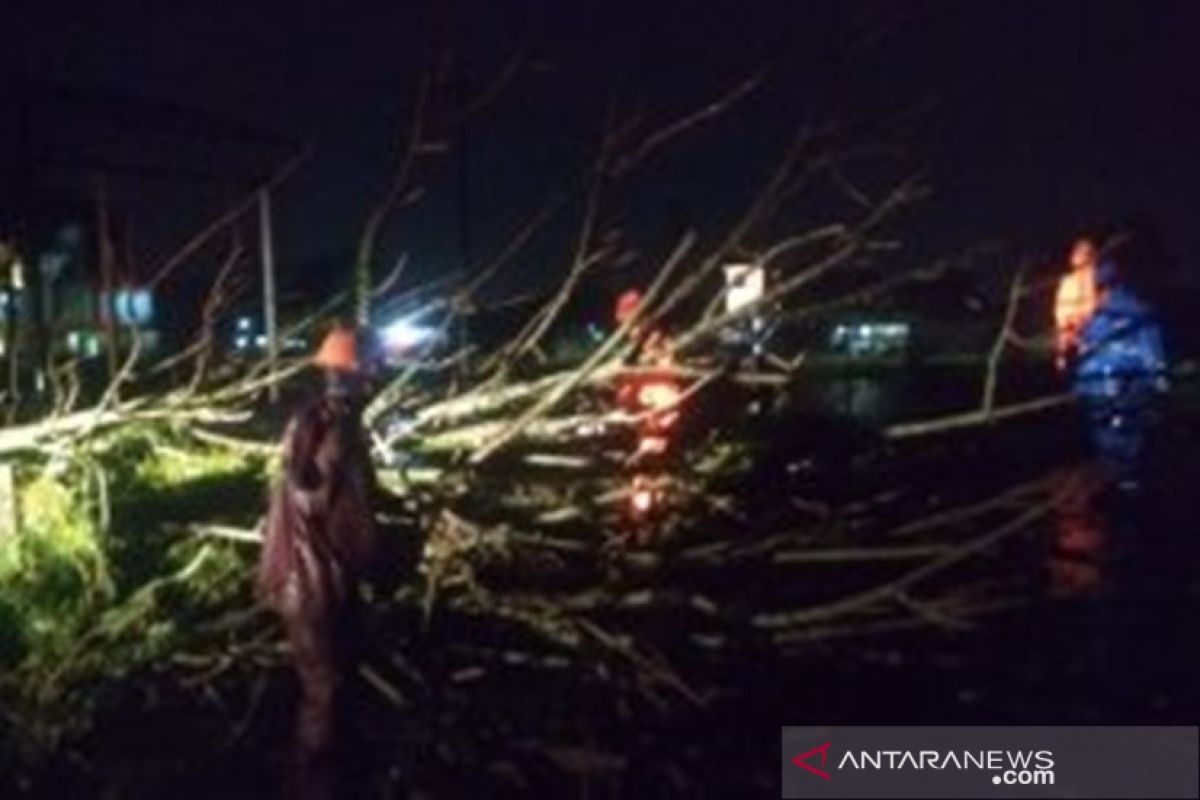 54 pohon tumbang akibat badai di Padang