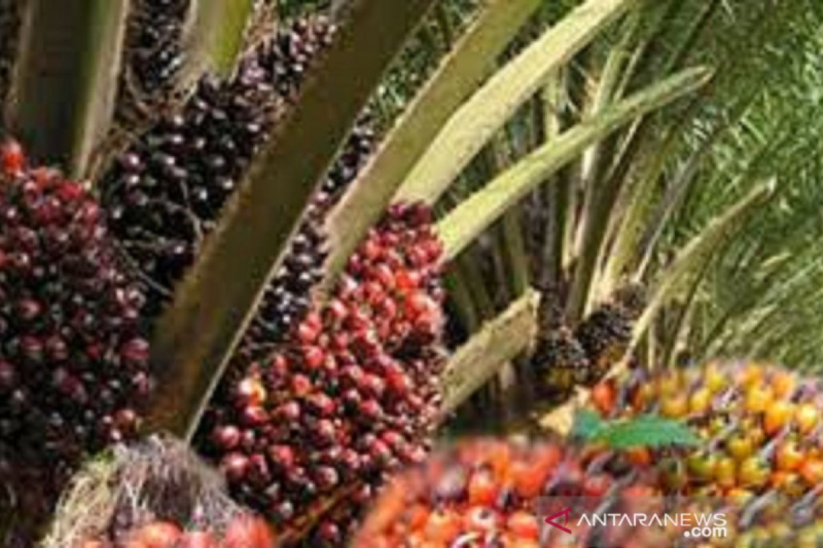 Gapki Sumatera Selatan nilai penurunan harga sawit bersifat sementara