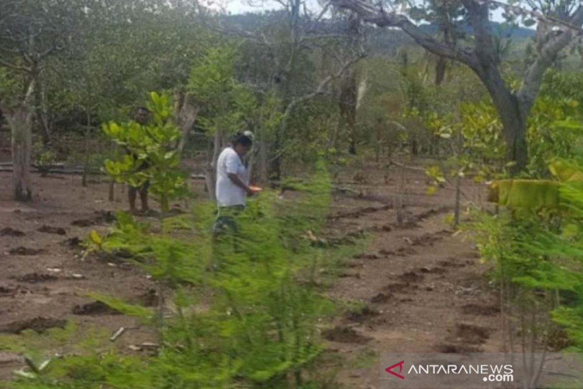 Distan Flores Timur data daerah potensial rawan pangan