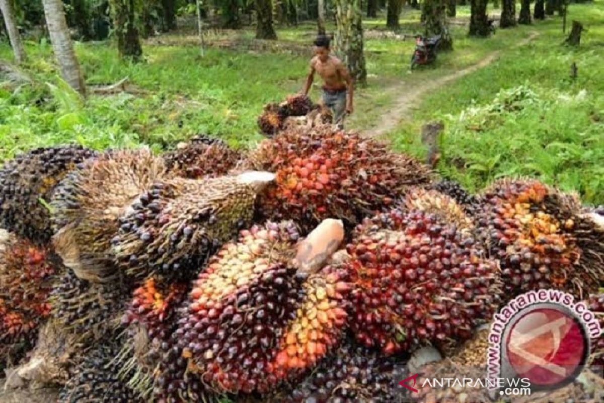 Harga terbaru CPO di Jambi turun Rp618 per kilogram