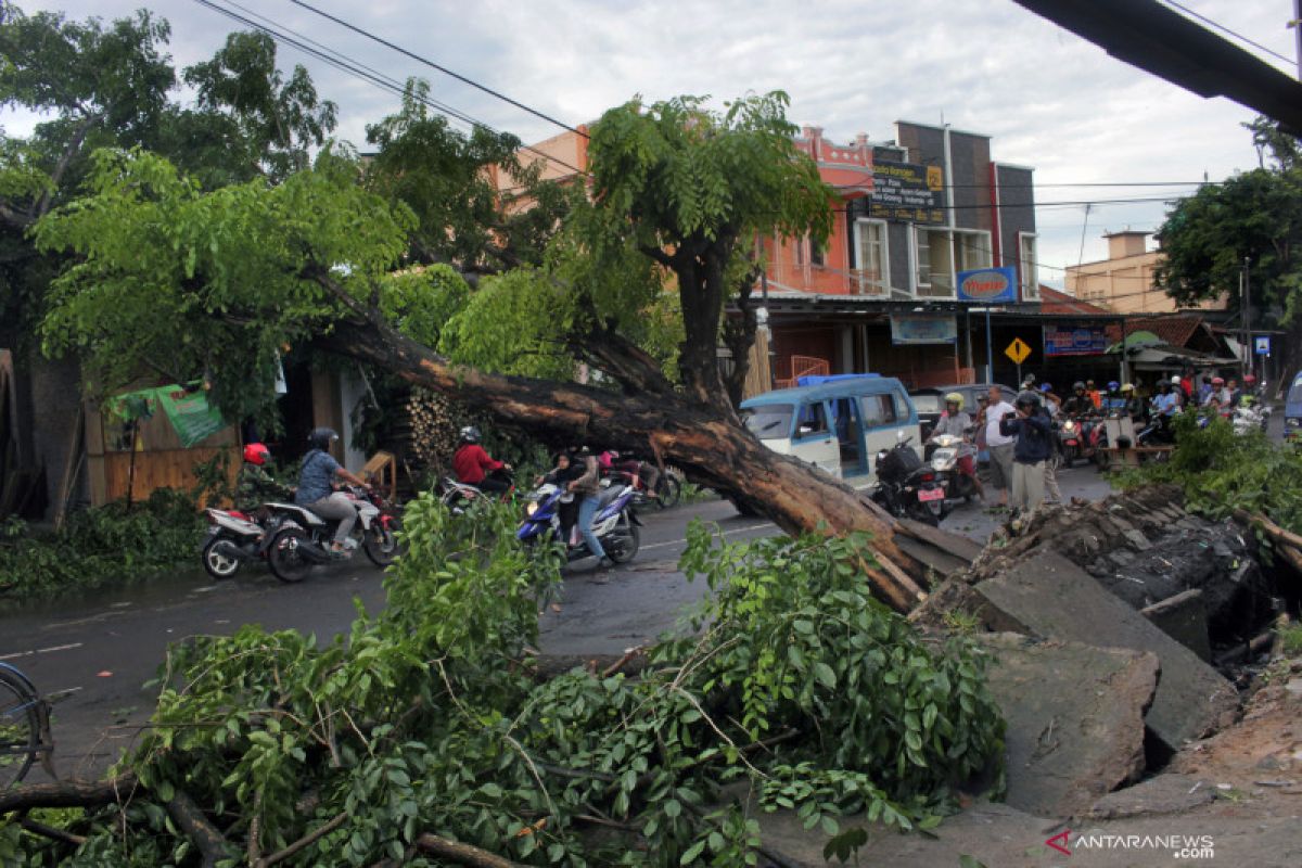 Pohon tumbang timpa pengguna jalan disebut Walhi kelalaian pemerintah