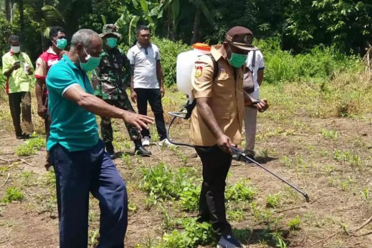 400 hektare tanaman petani di Flores Timur terserang hama