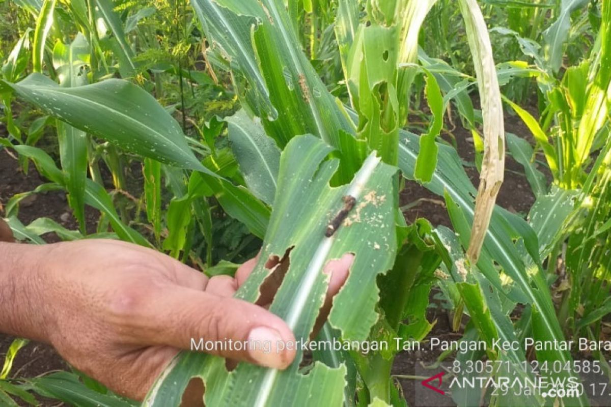 Hama ulat serang tanaman jagung di Sumbawa Barat hingga terancam gagal panen