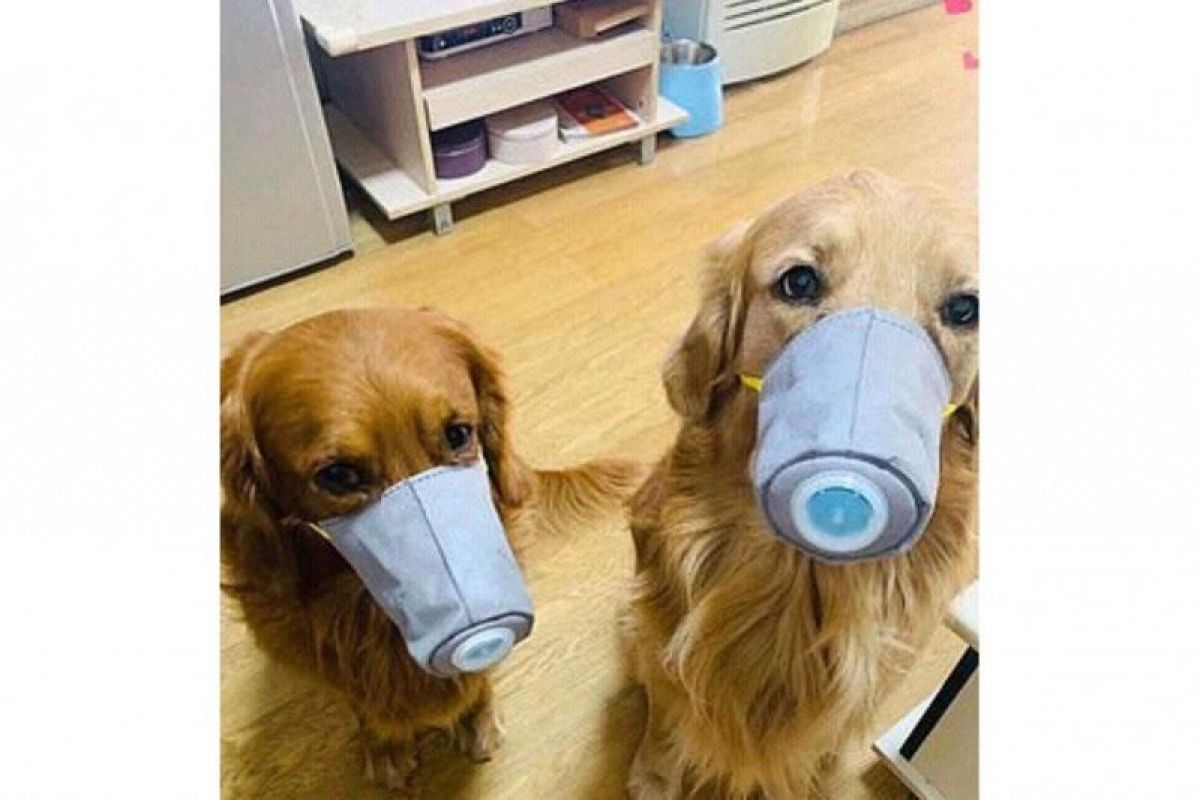 Anjing-anjing di China pakai masker khusus cegah corona. Ini penampakannya