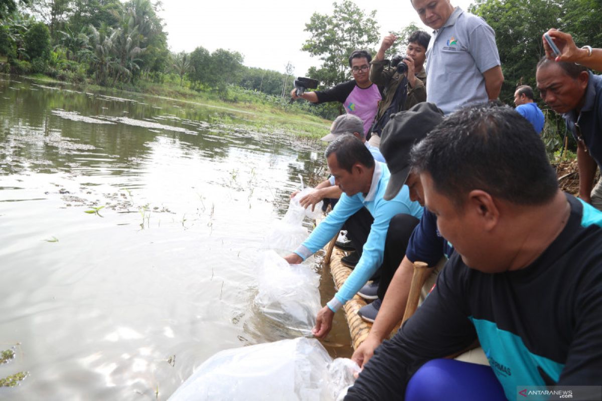 Bupati lepas bibit papuyu ke waduk Desa Kait-Kait