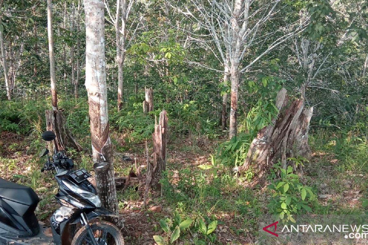 Harga getah karet di Bengkulu turun