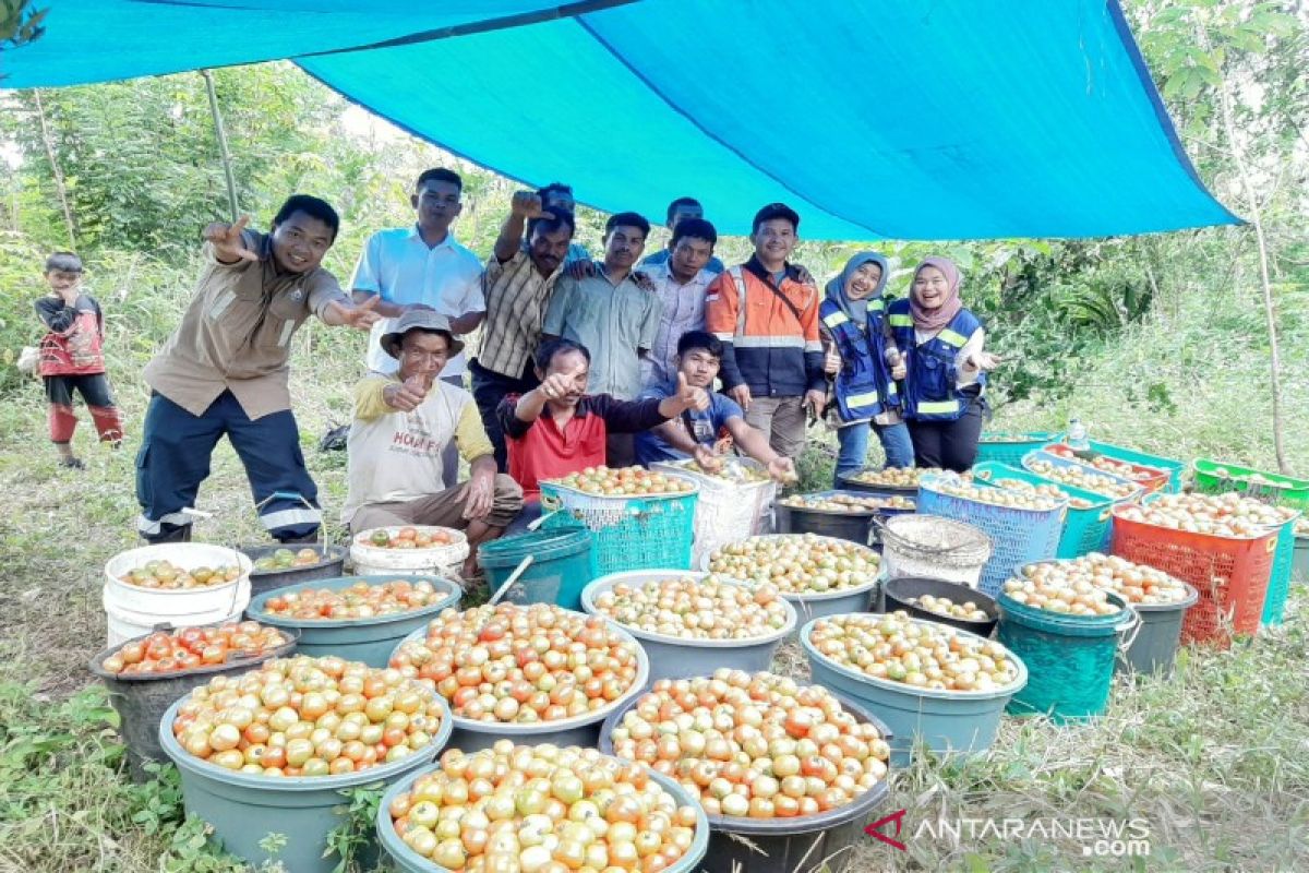 Kelompok tani binaan SMGP panen, setengah hektar hasilkan 1 ton tomat