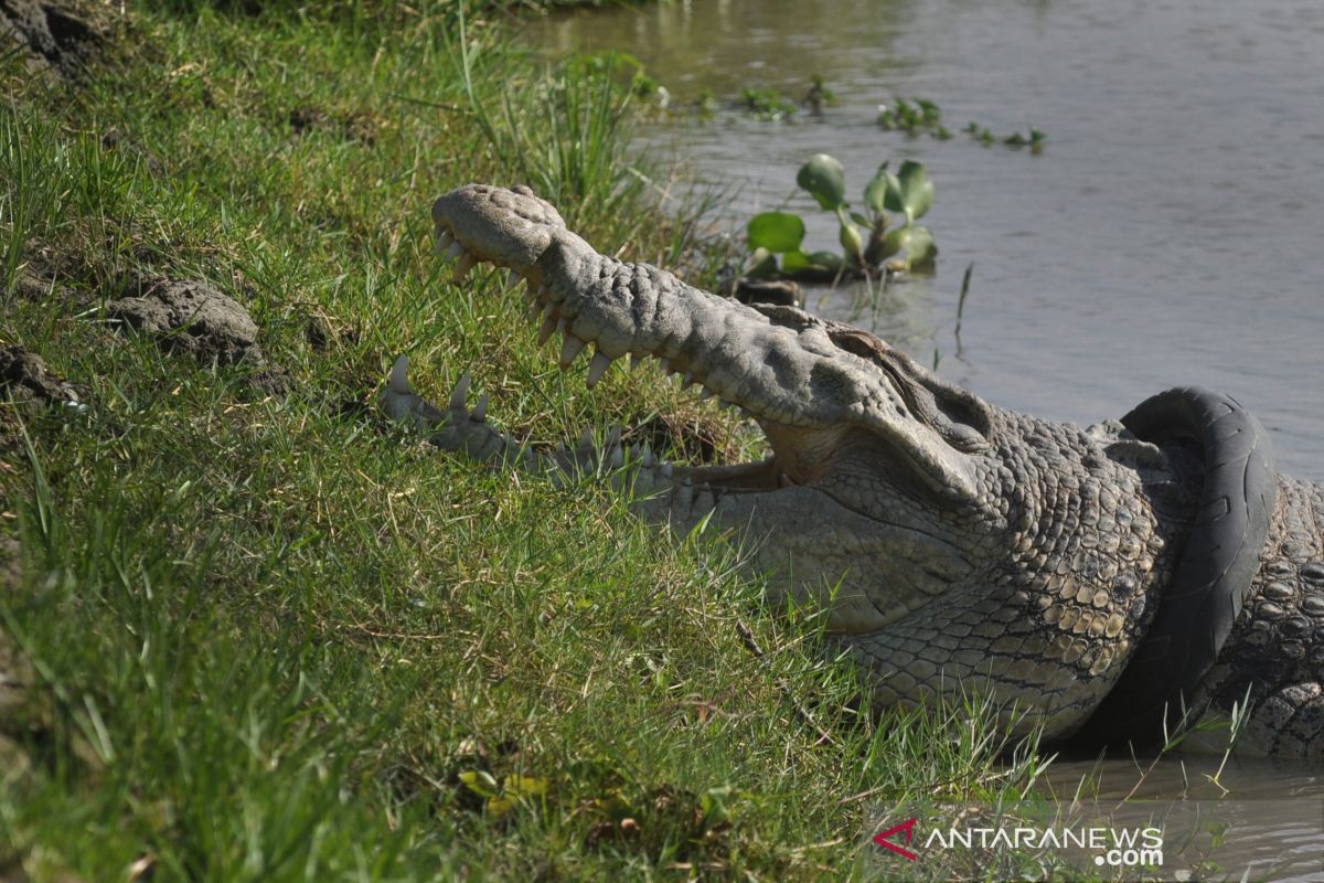 Komunitas reptil harapkan evakuasi buaya "ban" tidak kembali gagal