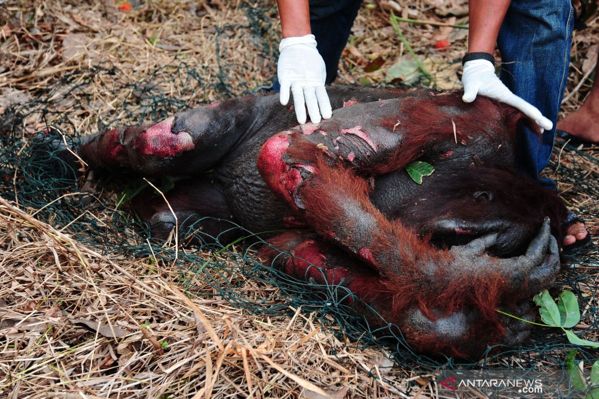 Menelusuri jejak orang utan di Lahan Konsesi