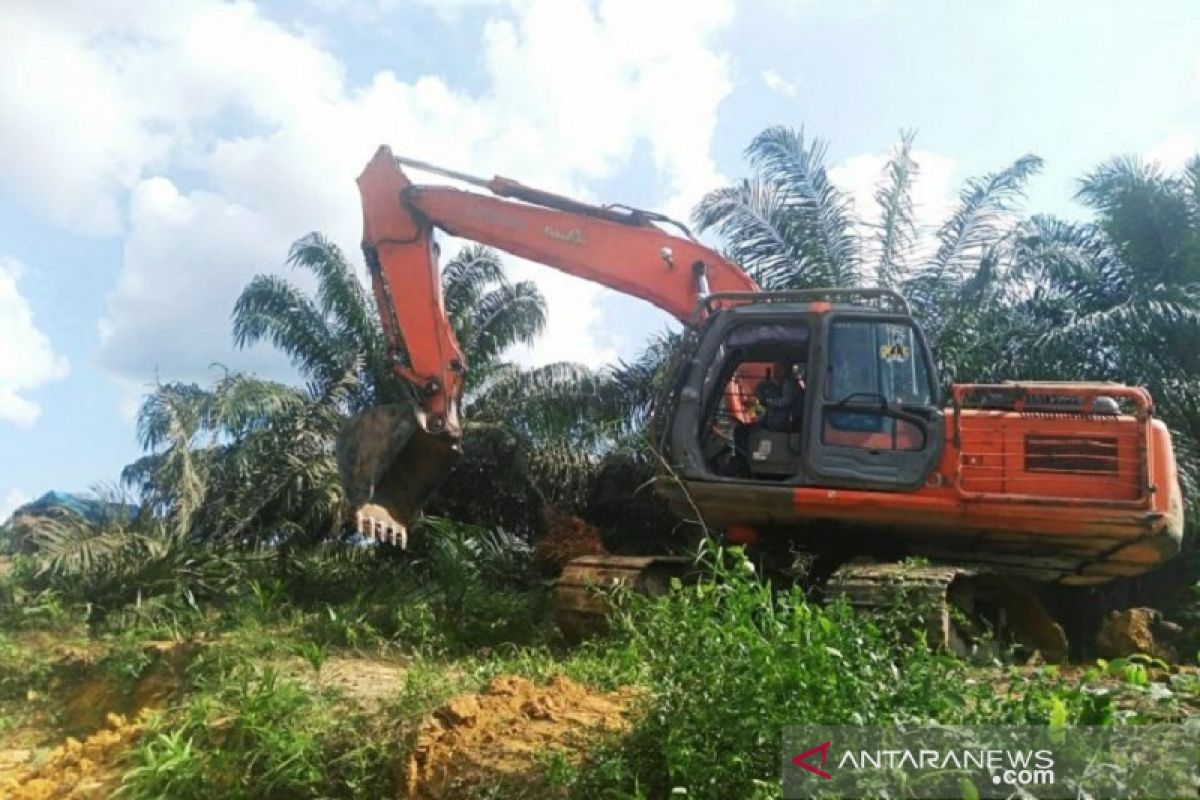 Riau kehilangan Rp107 triliun akibat 1,4 juta hektare sawit ilegal