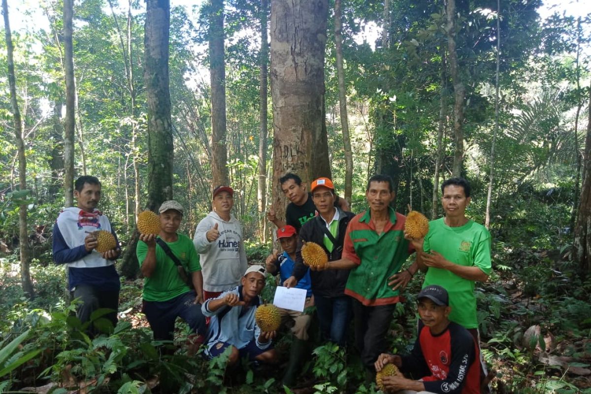Pemkab Landak tetapkan pohon induk durian lokal di Desa Pawis