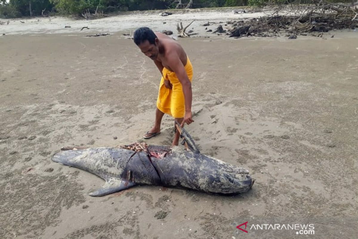 Tiga ekor paus terdampar di Aceh Timur