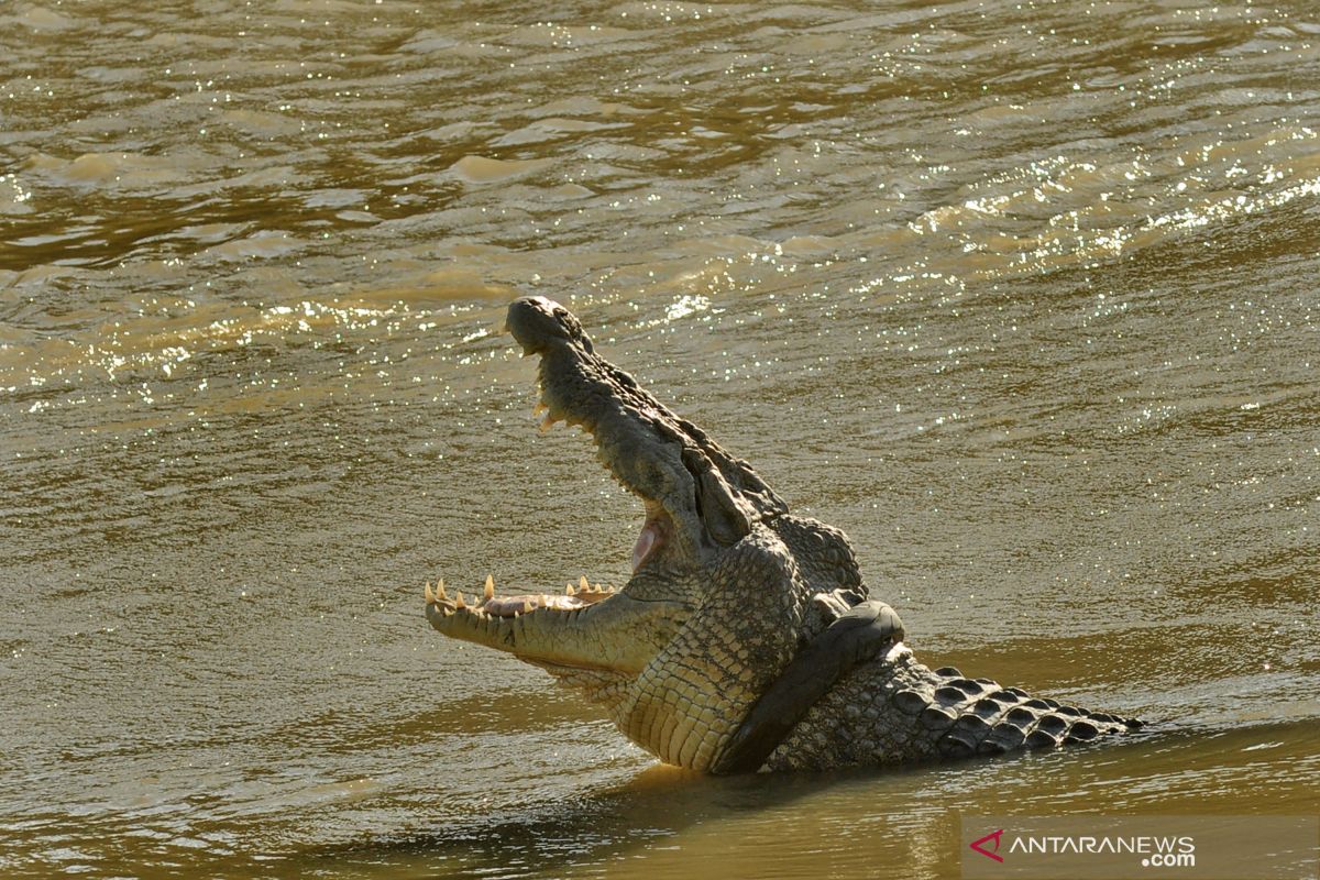 Dibantu ahli reptil Australia, buaya berkalung ban terus diburu