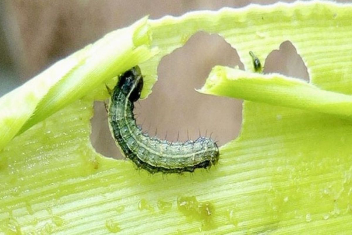 Duh, ulat grapyak serang 3,5 hektare lahan jagung di Sumbawa Barat