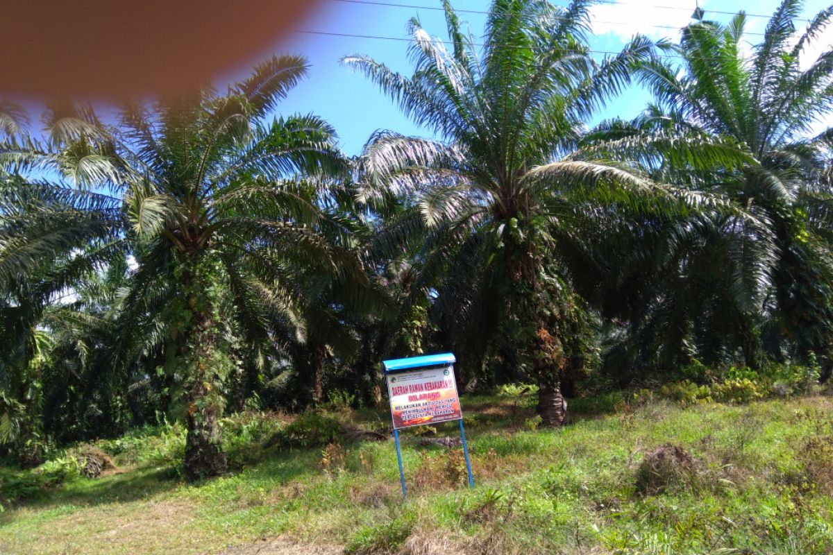 Pemkab Aceh Utara targetkan 2.500 hektare peremajaan sawit