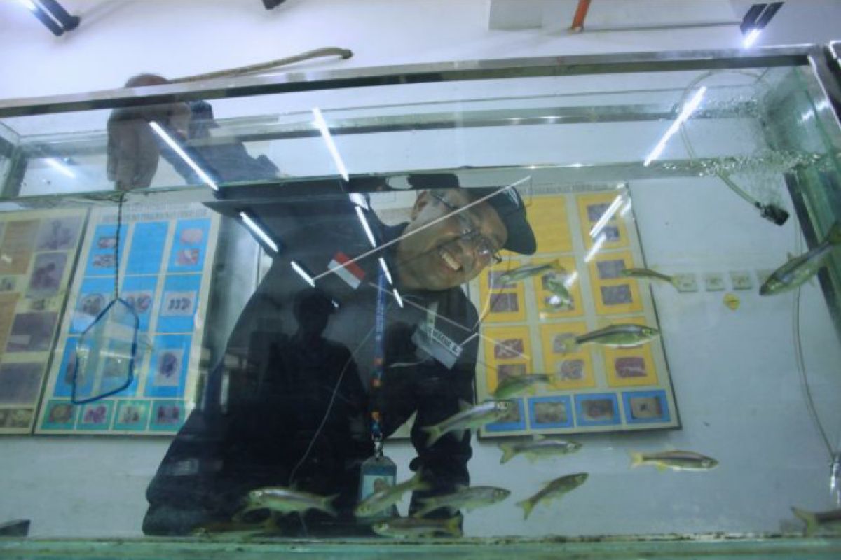 Dosen UGM kembangkan teknologi untuk mempercepat produksi ikan wader pari