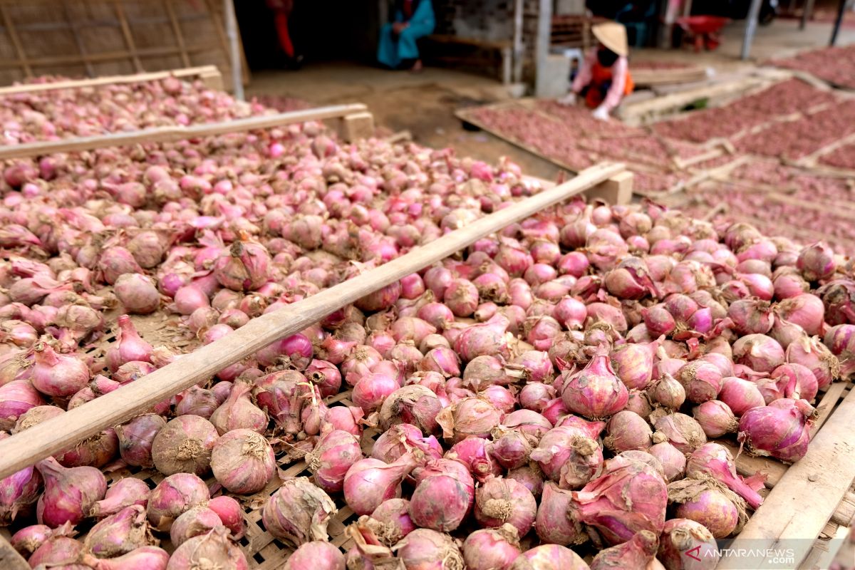 Parfum bawang merah diyakini mampu menangkal pandemi COVID-19