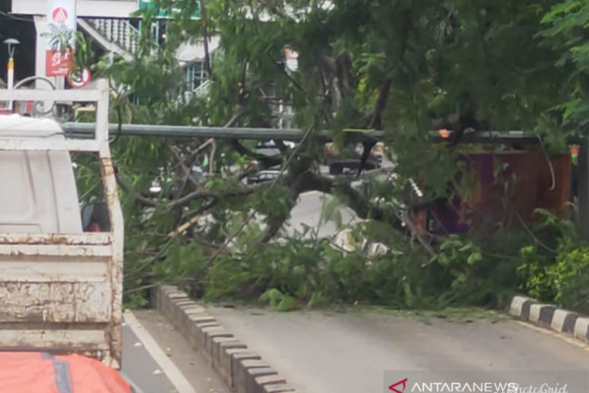 Pohon tumbang tutup lintasan TransJakarta Jalan Dr Sumarno