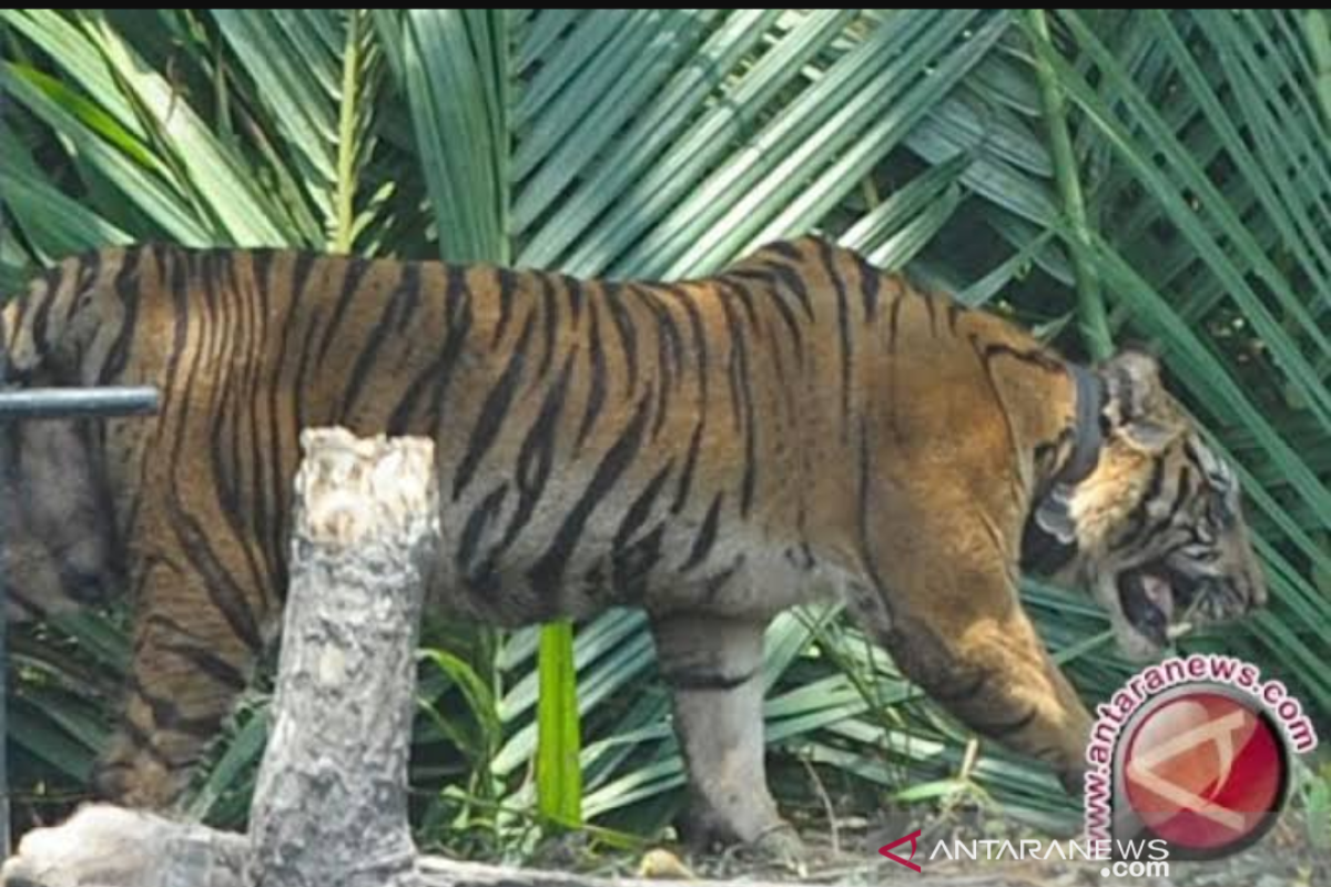 Gubernur Sumsel minta konflik dengan harimau  tidak terulang