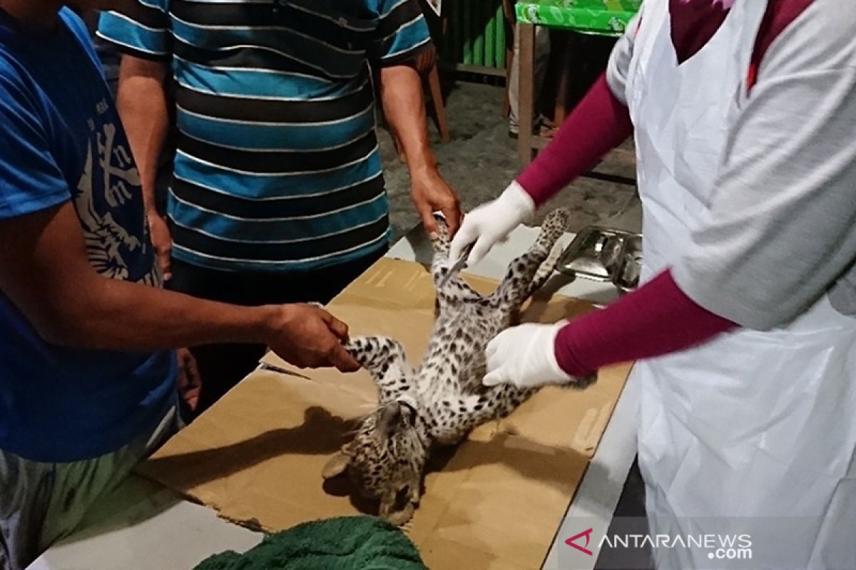 Bayi leopard di Kebun Binatang Kasang Kulim mati