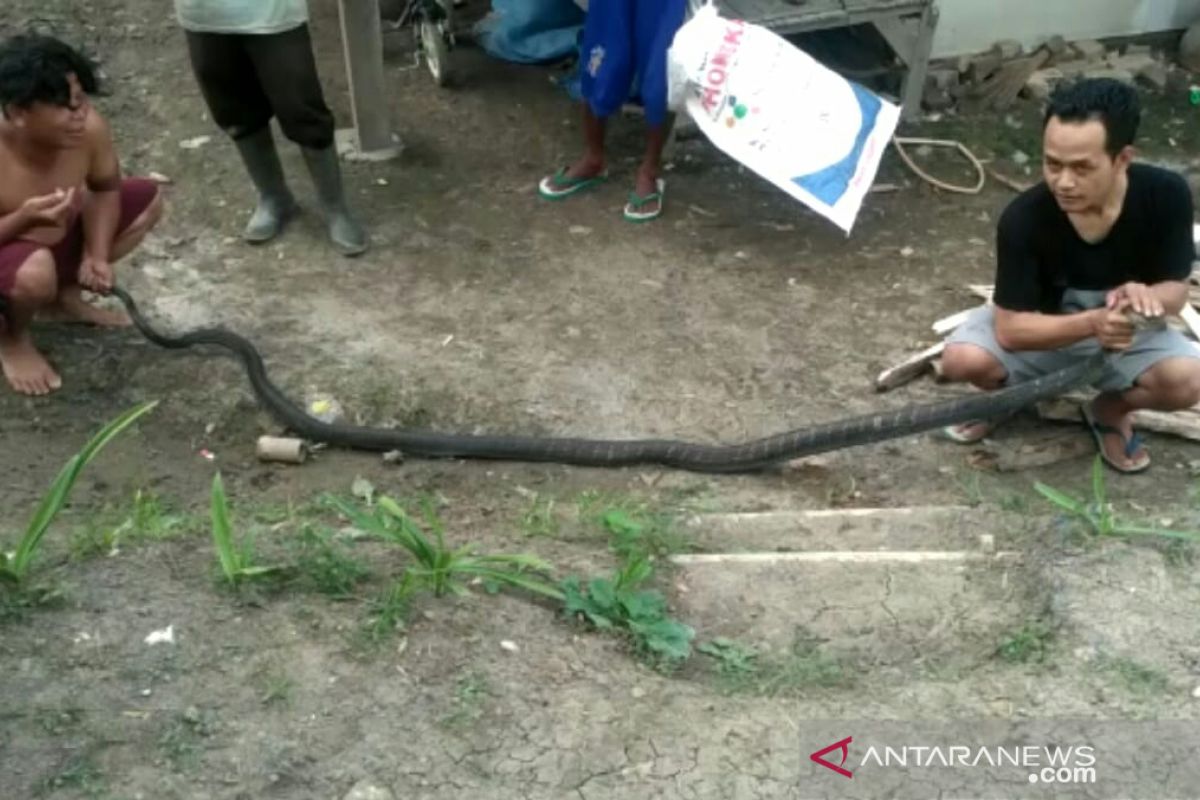 Berbekal belajar dari nonton video, warga tangkap king kobra sepanjang 3 meter