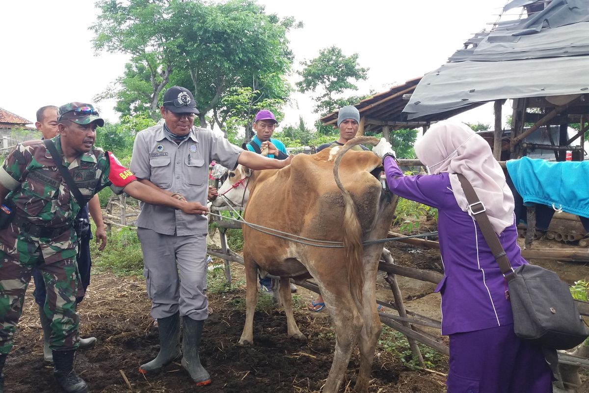 Hewan ternak berkeliaran sembarangan di Desa Lampok KSB didenda Rp25 ribu
