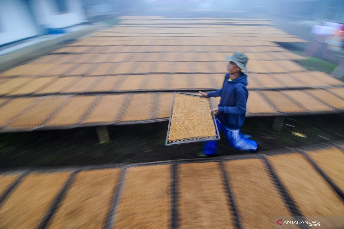 Pemerintah perlu maksimalkan potensi lapangan kerja industri tembakau