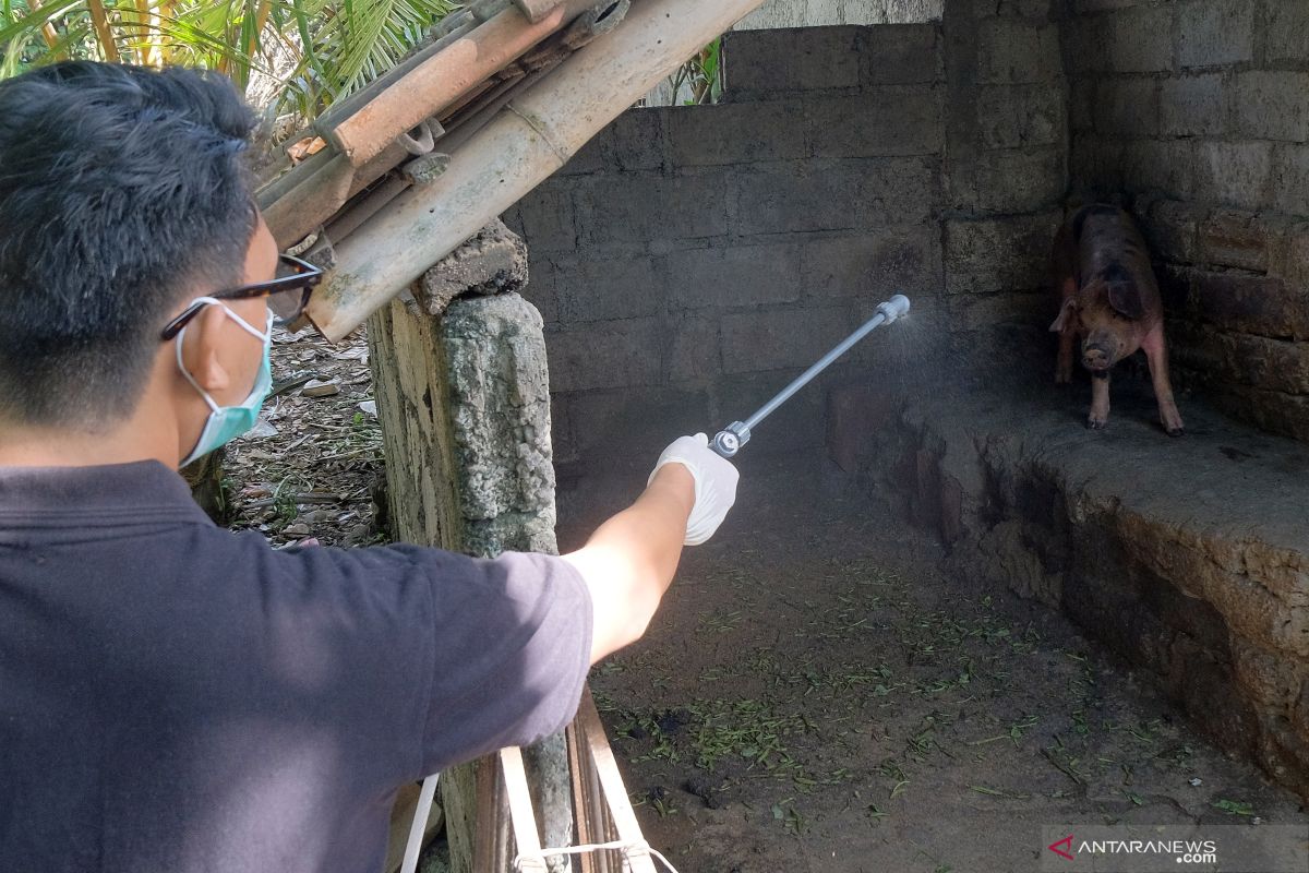 Pulau Timor telah terserang virus African Swine Fever