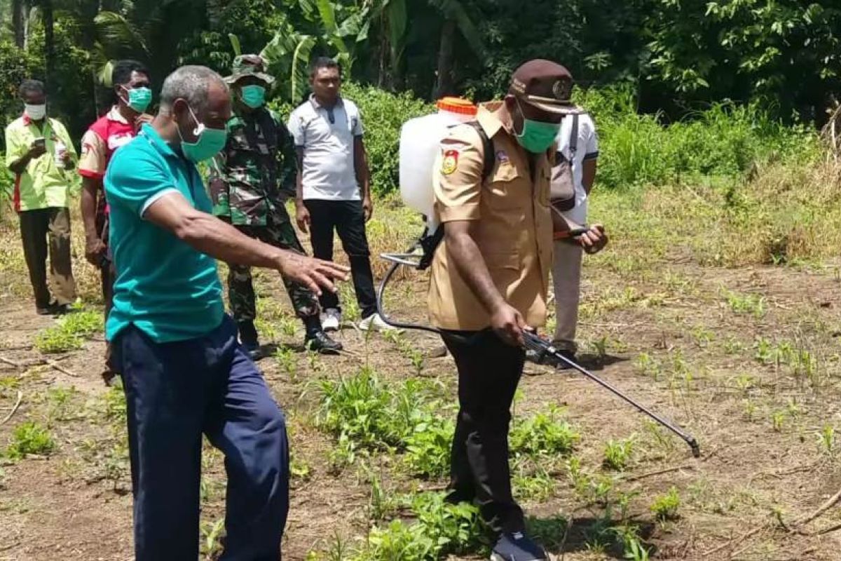 Hama menyerang ribuan hektare tanaman jagung di Flores Timur