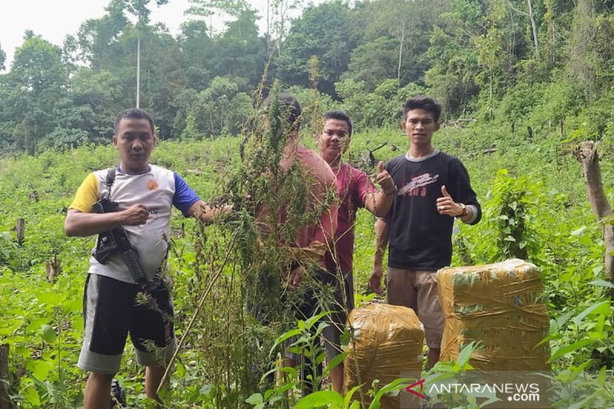 Polres Aceh Besar tangkap penanam dan pemilik ladang ganja