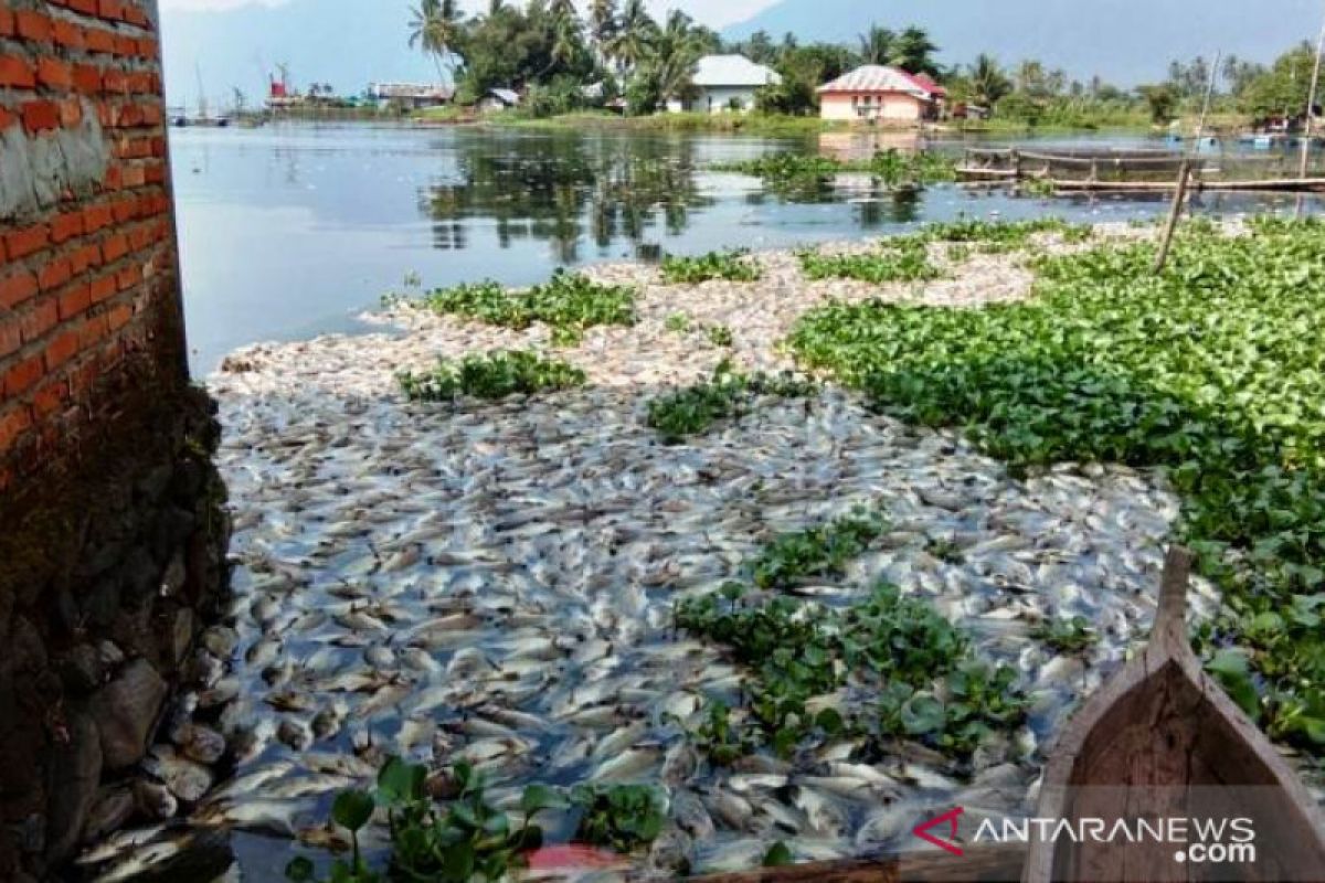 1,5 ton ikan di Danau Maninjau mati akibat angin kencang