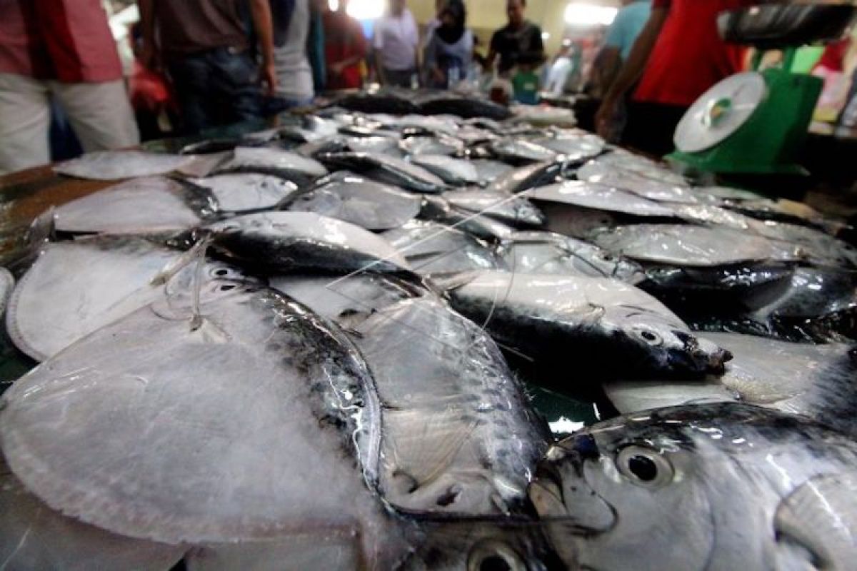 Pasar ikan modern Palembang akan operasional Maret 2020