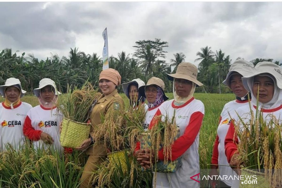 Produksi padi Kalbar 2019 capai 1,53 juta ton