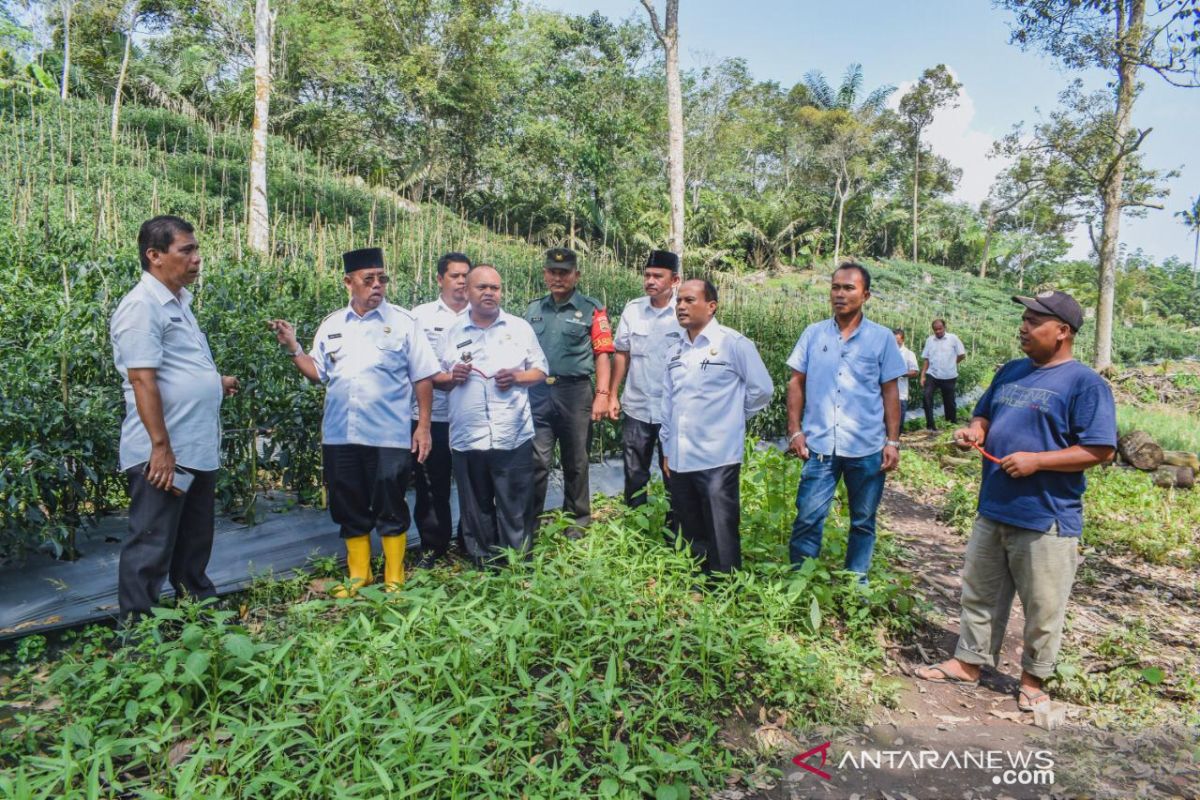 Arwin Siregar tinjau kebun bawang dan cabai guna pengendalian Inflasi daerah