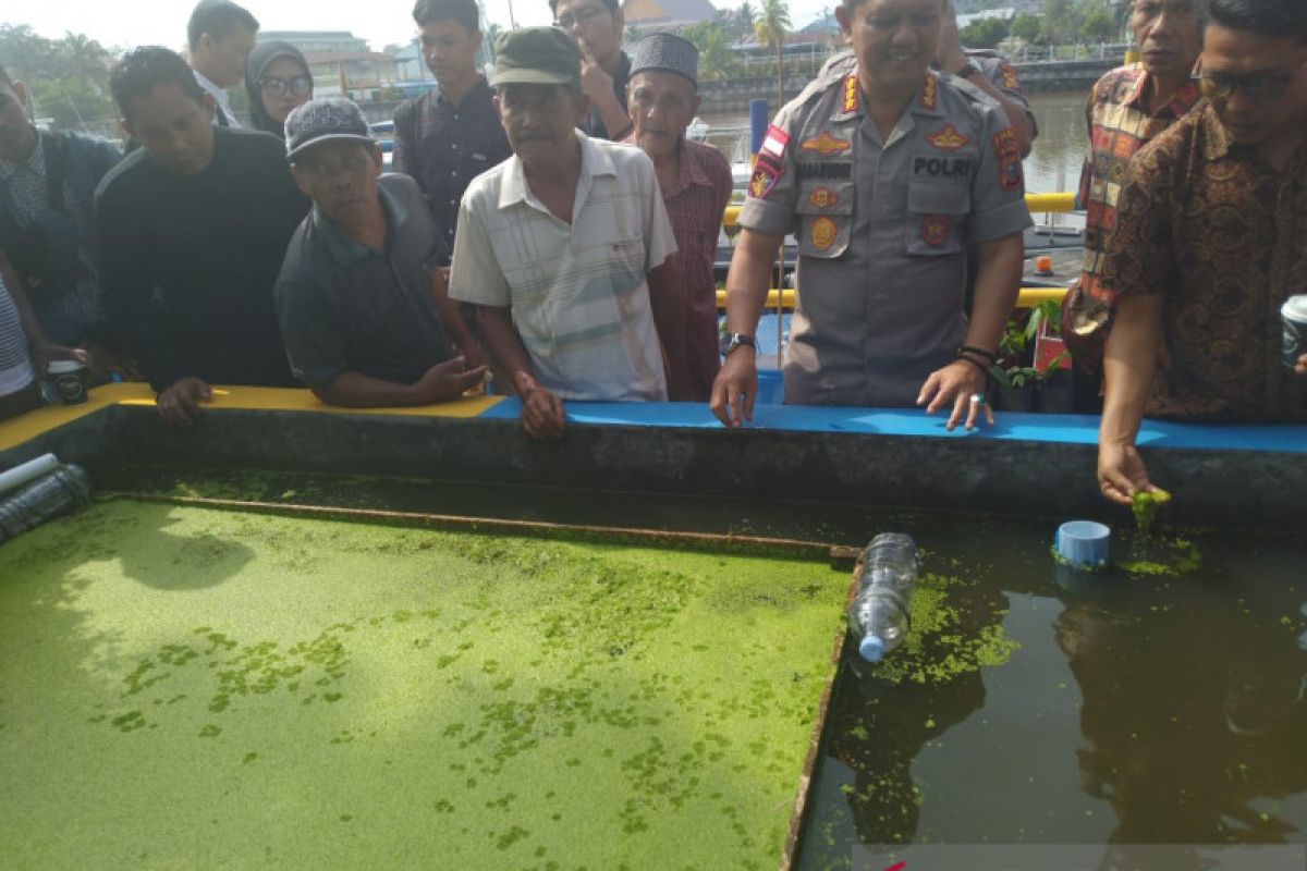 Inilah si tentara kecil hitam bersayap berjuta manfaat