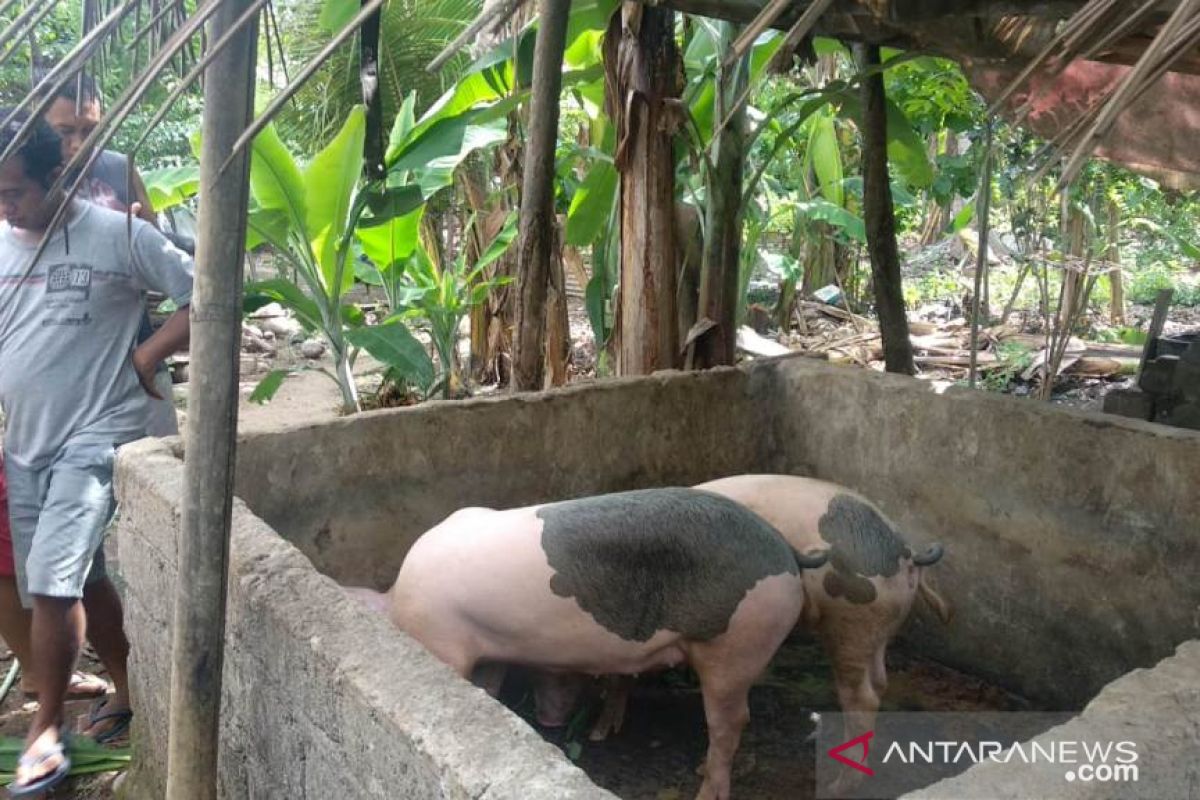 Tiga  babi peternak Jembrana mati mendadak