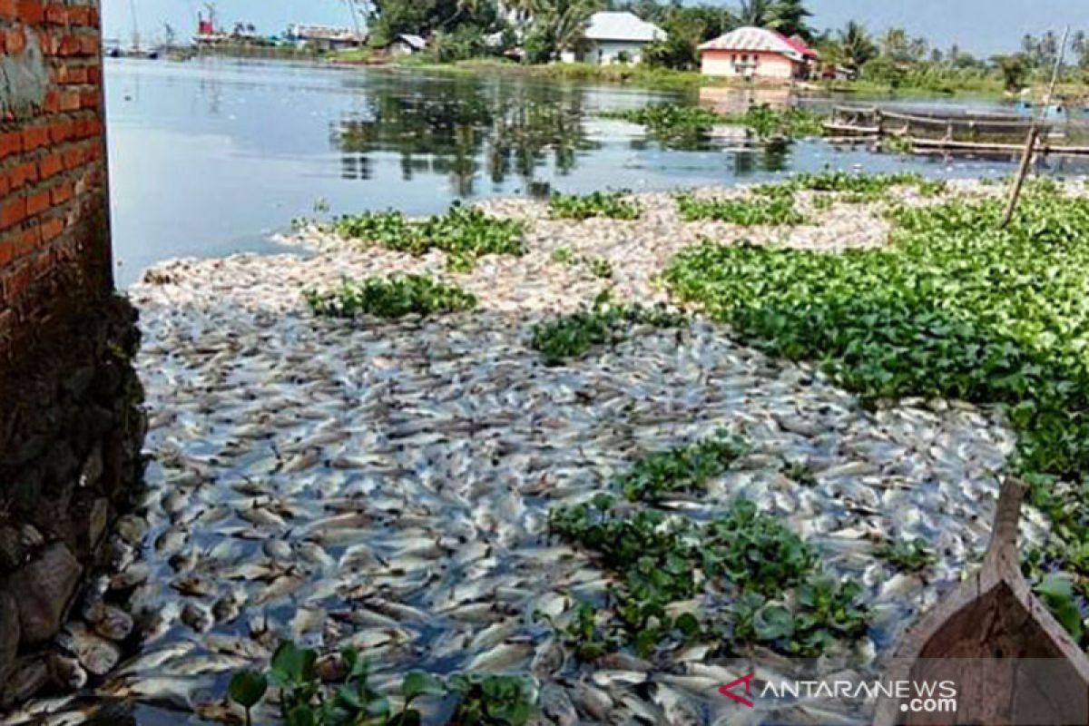 Berat total ikan yang mati di kawasan Danau Maninjau sampai 63 ton